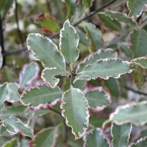 Extérieur loisirs：Pittosporum Tenuifolium Elizabeth. Le pot de 2 litres