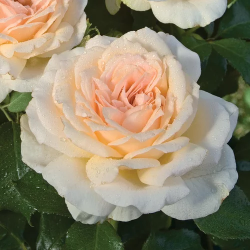 Pour tous les jardins：Rosier Sweet Love ®. Le pot de 3 litres