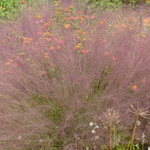 Le choix pour le jardin:Muhlenbergia Capillaris vert botanic®. Le pot de 1 litre