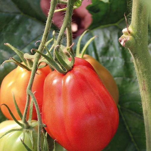 Vie extérieure：Tomate Côtelee Corazon Bio. La barquette de 3 plants
