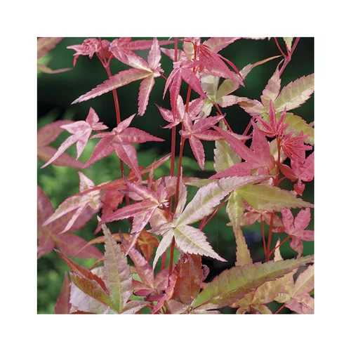 Jardin & loisirs:Erable du Japon (ACER PALMATUM DESHOJO ) Le pot de 7 litres