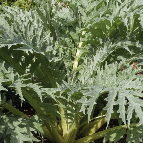Solution extérieur：Cardon Epineux Argente De Plainpalais Bio. La barquette de 3 plants