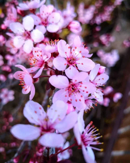 Tout pour le jardin：Cerisier à Fleurs Pissardii. Le pot de 30 litres