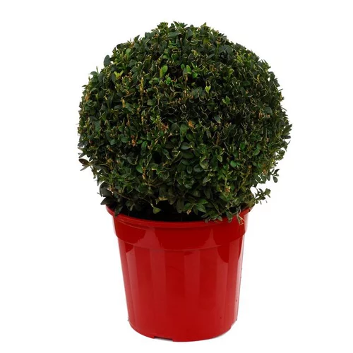 Adapté à vos extérieurs：Buis Sempervirens en pot de 3 litres