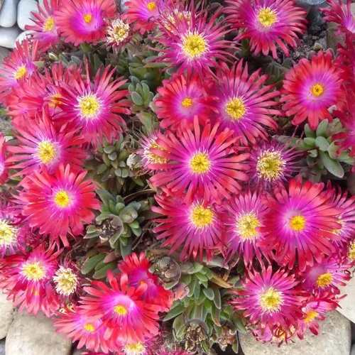 Malin jardin:Pourpier Vivace Wow Hot Pink Wonder - Le pot de 1 litre
