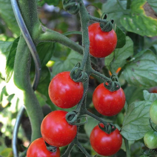 Solution extérieur：Tomate Cerise Ronde Miel Du Mexique Bio. La barquette de 3 plants