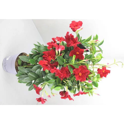 Sélection malin：Dipladénia Fushion Osaka Espalier - Le pot de 3 litres