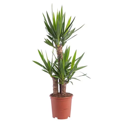 Pour un jardin accueillant：Yucca 3PP 60/30/20 pot Ø21xH105