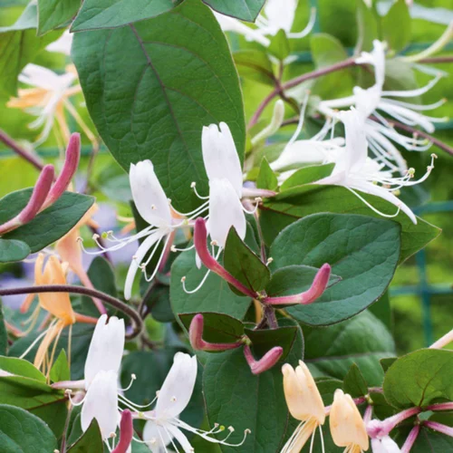 Conçu pour le jardin：Chevrefeuille CHINENSIS. Le pot de 3 litres
