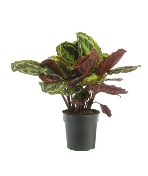 Ambiance jardin：Calathea Médaillon vert. Le pot Ø 17 cm
