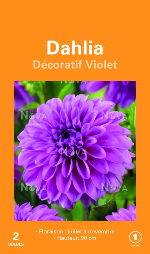 Parfait au jardin：Bulbes de fleurs Dahlia décoratif violet botanic® – 2 bulbes