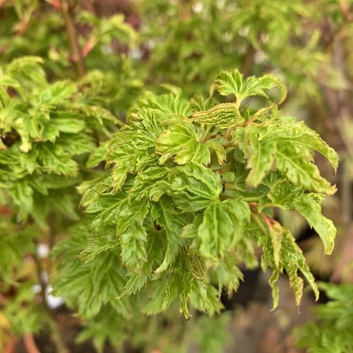 Tout pour le jardin:Érable du Japon greffé Shishigashira vert. Le pot de 3 litres