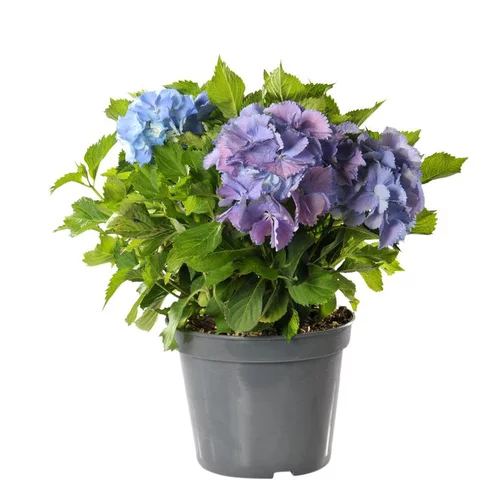 Malin extérieur:Hortensia Hydrangea Endless Summer bleu en pot de 5 L