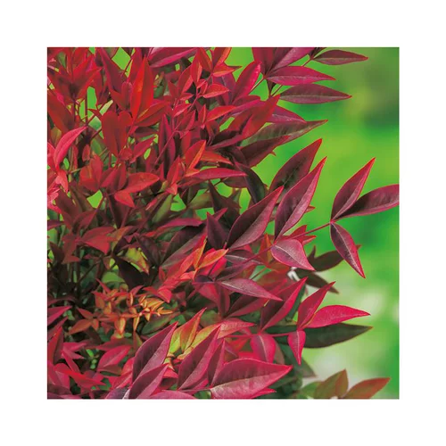 Espace vert confort:Nandina Gulfstream pot 3 L