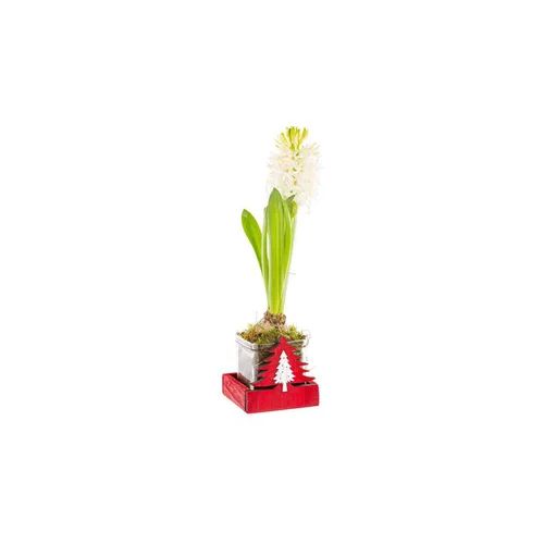 Choix pour le jardin：Jacinthe X1 Pot Verre Bois rouge