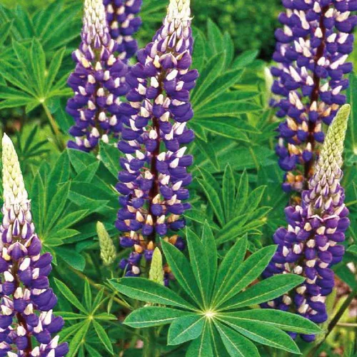 Jardin solution：Lupin Bleu - Le pot de 9 x 9 cm