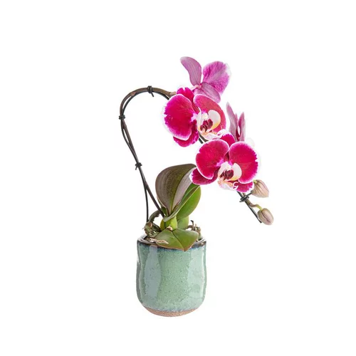 Jardin nature:Orchidée Phalaenopsis Swan, ou orchidée papillon, et son cache pot en céramique. Ø 8 x 30 cm
