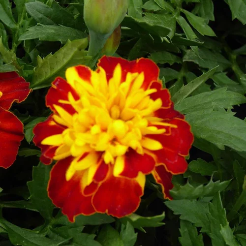 Solution jardin:Œillet d'Inde - La cagette de 12 plants