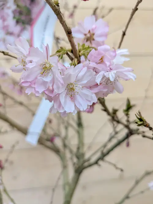 Pour transformer votre jardin：Cerisier du Japon ‘Autumnalis Rosea’ botanic® rose. Le pot de 10 litres
