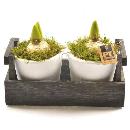 Bien pensé jardin：Jacinthes x 2 en pot déco. La composition de 24 cm