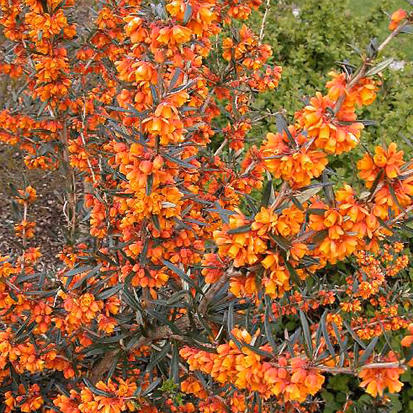 Épine-vinette – Berberis linearifolia 'Orange King', 30-40 cm pot