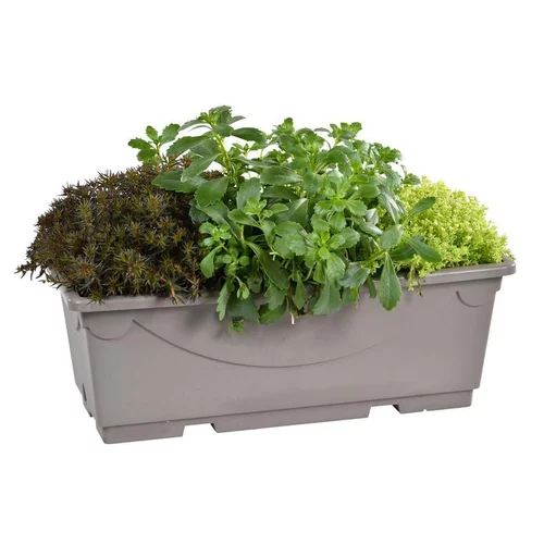 Pour les espaces verts：Sédums variés - La jardinière de 40 cm