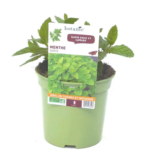 Jardin & pratique：Menthe Verte Bio. Le pot de 1 litre