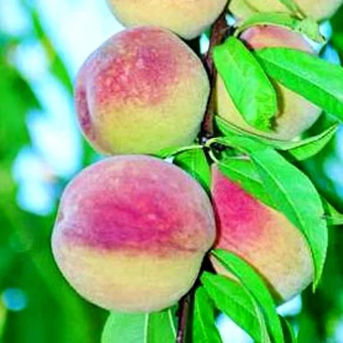 Choix pratique：Pecher De Vigne. Le pot de 10 litres forme gobelet
