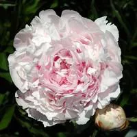 Jardin & équipement：Paeonia Adolphe Rousseau - Le pot de 2 litres