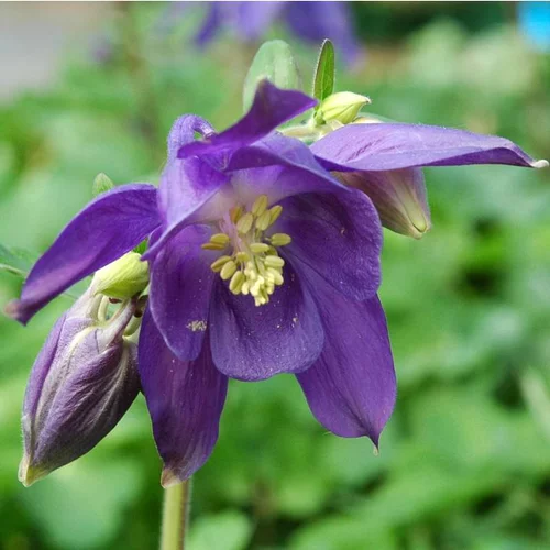 Pour un jardin à votre image:Ancolie de Alpes - Le pot de 1 litre