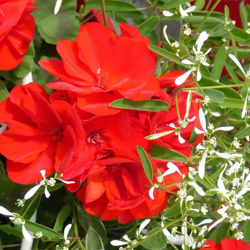 Jardin tout terrain:Géranium Zonale et Euphorbe - Le pot de 10 litres