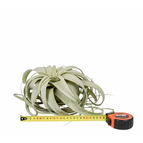 Nature maison：Tillandsia xerographica vert Ø 25 à 30 cm