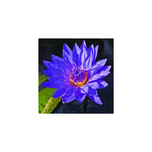 Choix utile：Nenuphar 3L bleu