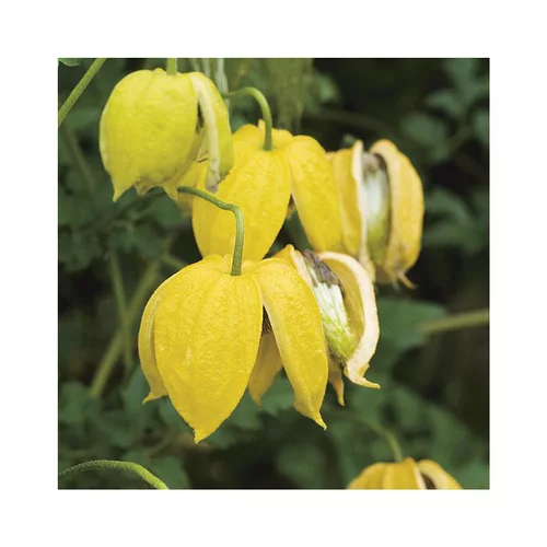 Une solution pratique pour le jardin：CLEMATITE TANGUTICA. Le pot de 3 litres