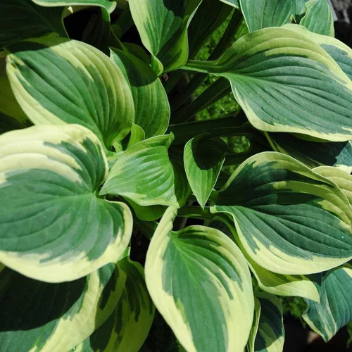 Jardin en douceur：Hosta 'First Frost - Le pot de 2 litres
