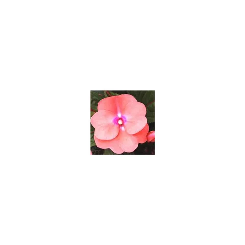 Pour un jardin plus agréable：Impatiens à fleurs multicolores. La barquette de 10 plants