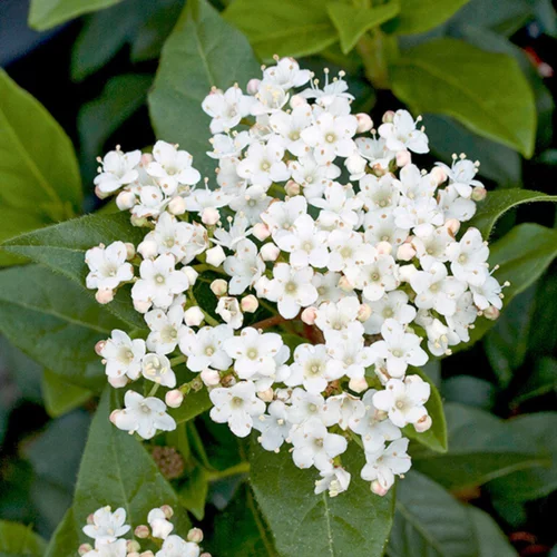 Pour mieux équiper votre jardin:Laurier-tin (Viorne tin) Giganteum blanc. Le pot de 3 litres