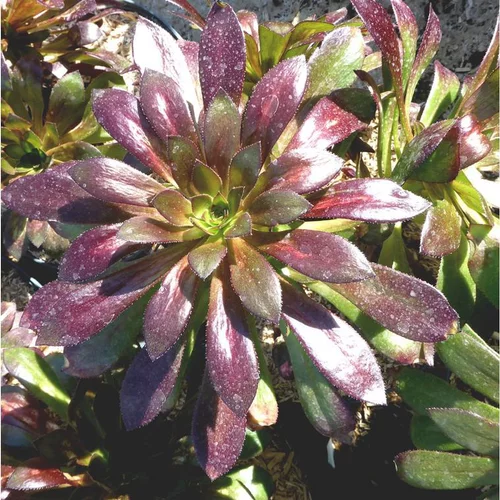 À découvrir au jardin：Aeonium Arboreum 'Velour' - Le pot de 5 litres