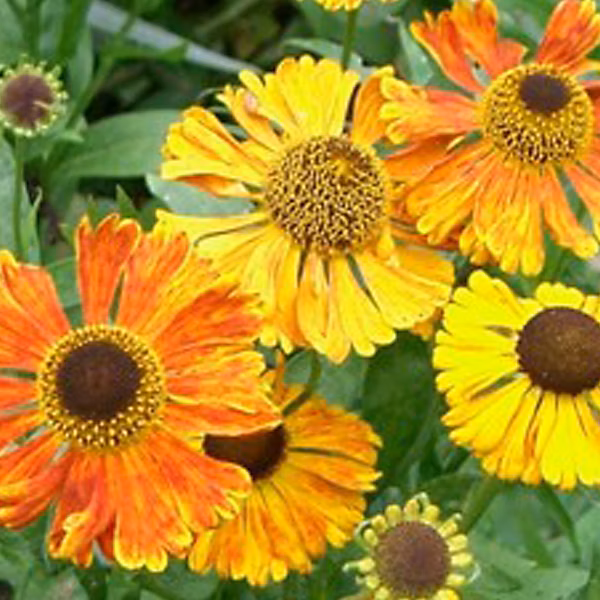 6 x Hélénie 'Waltraut' – Helenium 'Waltraut' | godet 9cm x 9cm
