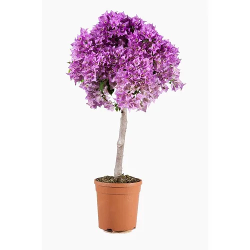Bien au jardin：Bougainvillier Varié 1/2 tige – Pot de 3L