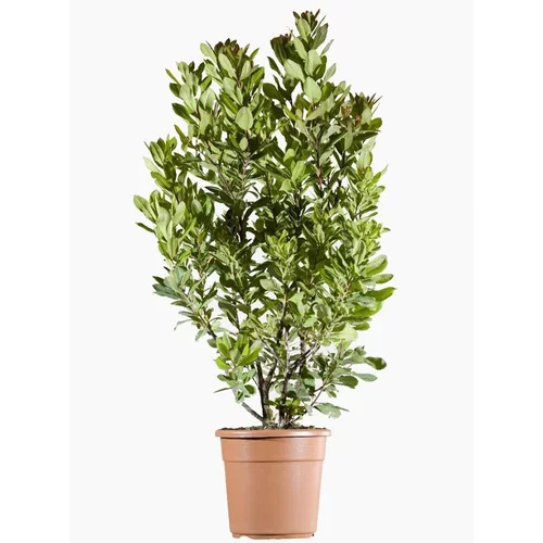 Idéal pour vos extérieurs：Arbousier (Arbutus Unedo). Le pot de 9 litres