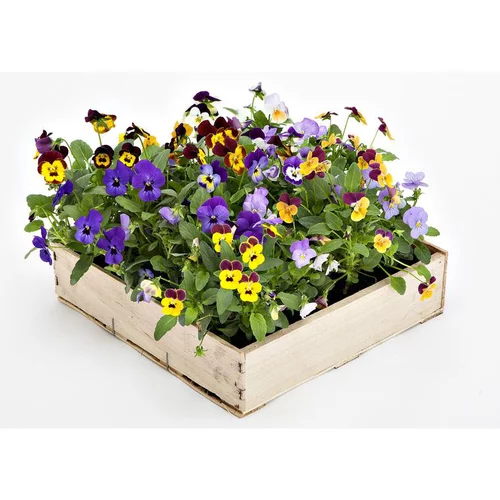 Qualité jardin:Viola Cornuta - La cagette de 16 mottes.