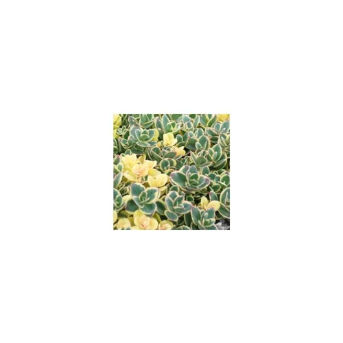 Une touche pratique à l’extérieur:Sedum Sunsparkler Lime Zinger - Le pot de 2 litres