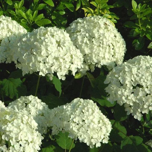 Conçu pour vos extérieurs：Hortensia Annabelle (Hydrangea Arborescens) blanc. Le pot de 6 litres