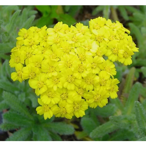 Pour plus de praticité à l’extérieur：Achillea Millefolium - Le pot de 4 litres