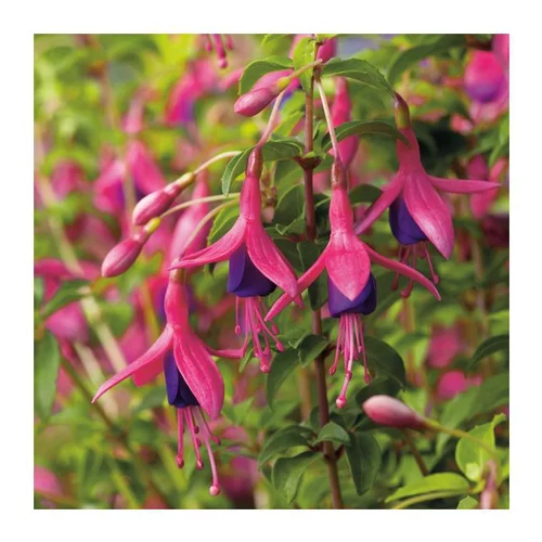 Espace vert confort:Fuchsia (FUCHSIA) Le pot de 5 litres