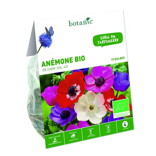 Confort dehors：Anémone de Caen bio botanic® - 15 bulbes