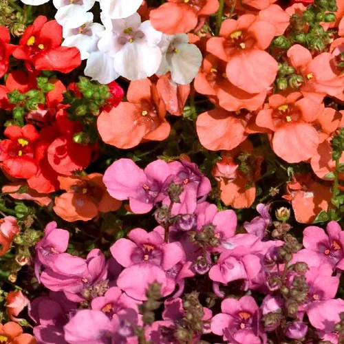 Tout pour le jardin：Diascia ou Diascie à fleurs roses - Le pack de 6 plants