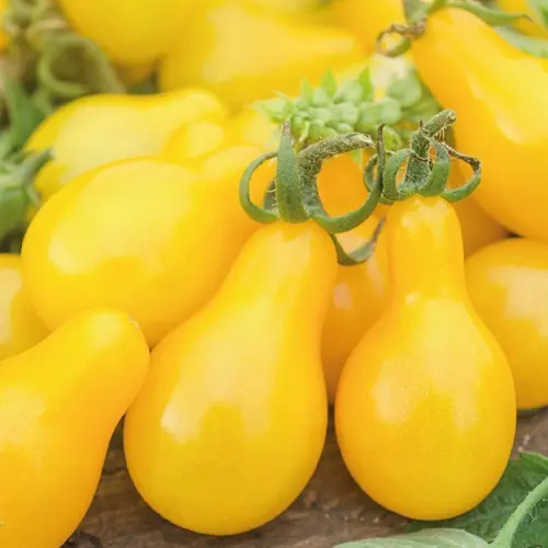 Pour votre espace extérieur:Tomate Cerise Yellow Pear bio. La barquette de 3 plants