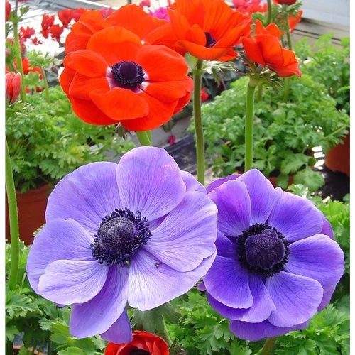 Équipement au jardin：Anémone de Caen - Le pot de 1 litre